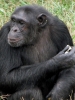 20120807-112417-ngamba-island-chimpanzee-sanctuary-voedertijd-volwassenen-jpg