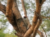 20120723-091028-mfnp-gamedrive-red-tailed-monkey-jpg