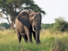 20120723-091150-mfnp-gamedrive-afrikaanse-olifant-jpg
