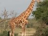 20120723-105440-mfnp-gamedrive-giraffe-jpg