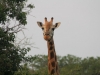 20120723-183225-mfnp-gamedrive-giraffe-jpg