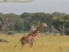 20120724-160855-mfnp-gamedrive-giraffe-jpg
