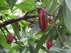 20120726-095722-kibalenp-swampwalk-cacao-noten-jpg