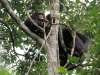 20120727-094727-kibalenp-chimpwalk-chimpansee-jpg