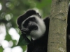 20120727-113108-kibalenp-black-faced-monkey-jpg