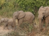 20120728-175207-qenp-olifant-jpg