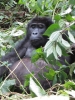 20120803-121652-nshongi-gorilla-tracking-jpg