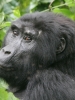 20120803-124144-nshongi-gorilla-tracking-jpg