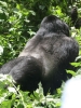 20120803-124252-nshongi-gorilla-tracking-silverback-jpg
