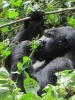 20120803-124441-nshongi-gorilla-tracking-jpg