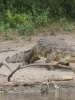 20120805-164240-lake-mburo-np-boottocht-krokodil-jpg