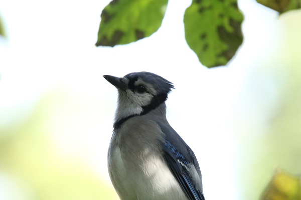 20161008 131936 Shubenacadie Wildlife park blauwe gaai ('Blue jay') (2)