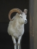 20161008 131054 Shubenacadie Wildlife park schaap ('Bighorn sheep')