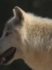 20161008 133437 Shubenacadie Wildlife park wolf ('Timberwolve') (2)