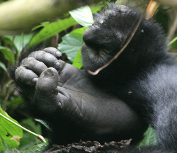 Gorillavoetjes